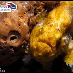 Anglerfisch Curacao Divers Deutsche Tauchschule Tauchen Tauchurlaub Urlaub entspannen Unterwasser Non Limit Freiheit selbstständig Karibik