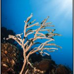 Unterwasserwelt beim tauchen Curacao Divers Deutsche Tauchschule Tauchen Tauchurlaub Urlaub entspannen Unterwasser Non Limit Freiheit selbstständig Karibik