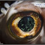 Kugelfisch beim tauchen Curacao Divers Deutsche Tauchschule Tauchen Tauchurlaub Urlaub entspannen Unterwasser Non Limit Freiheit selbstständig Karibik