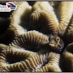 Tauchen Deutsche Tauchschule Tauchen Tauchurlaub Urlaub entspannen Unterwasser Non Limit Freiheit selbstständig Karibik Curacao Divers