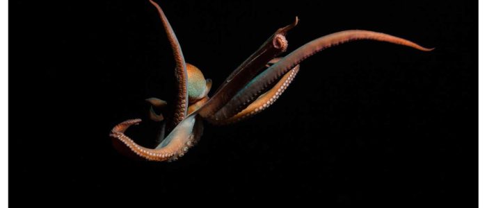 Curacao bester Tauchplatz beste Tauchspots mit einem Oktopus